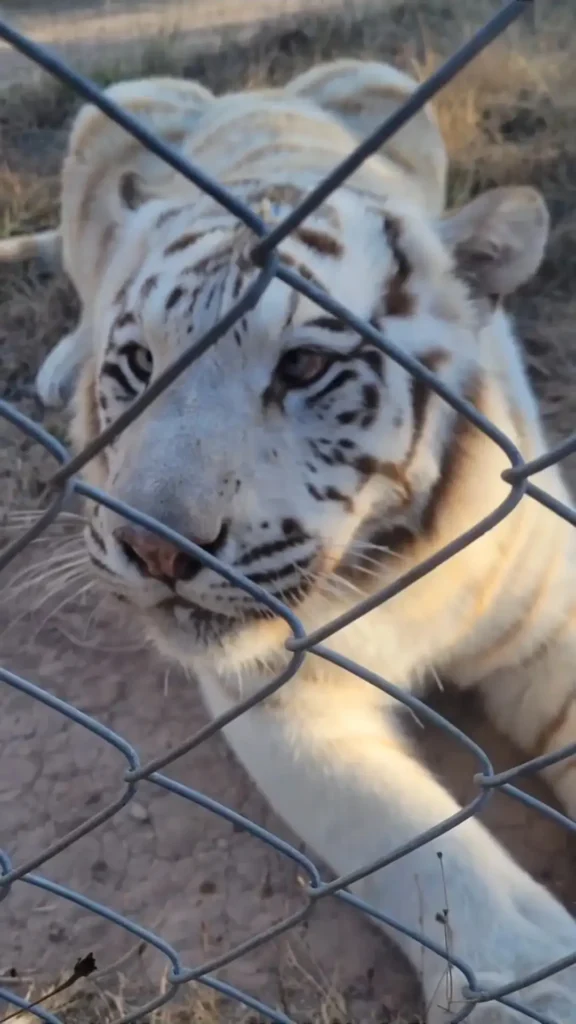 beautiful tiger Beautiful tiger