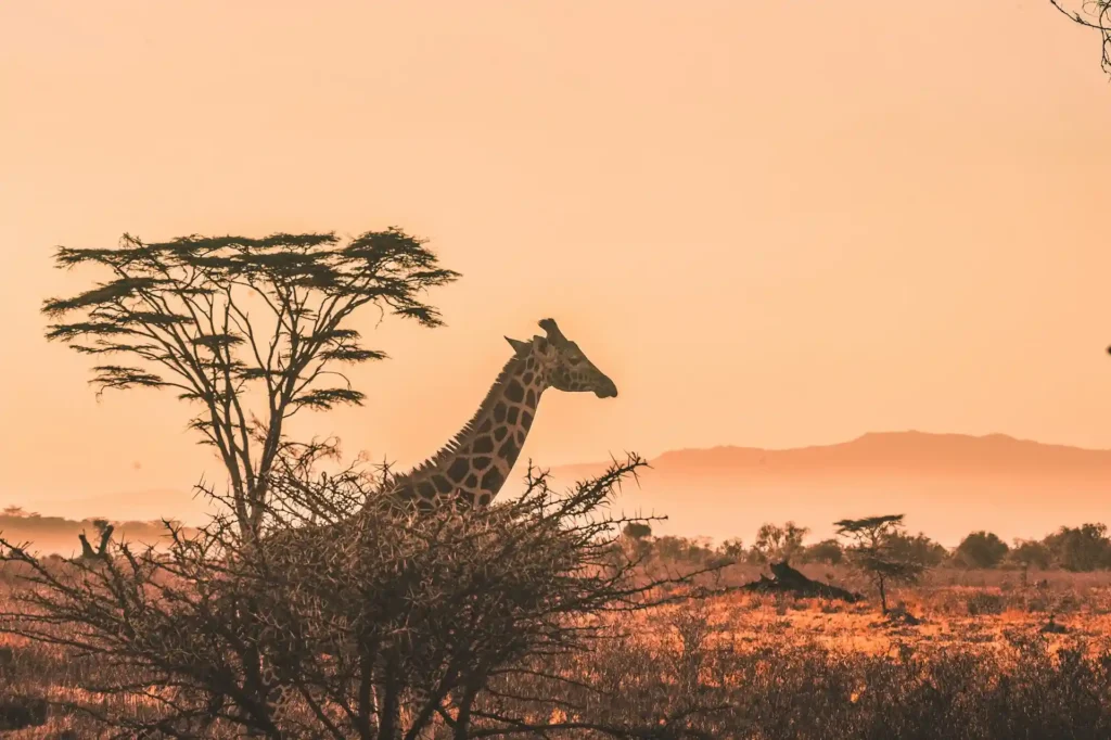 best africa honeymoon destinations