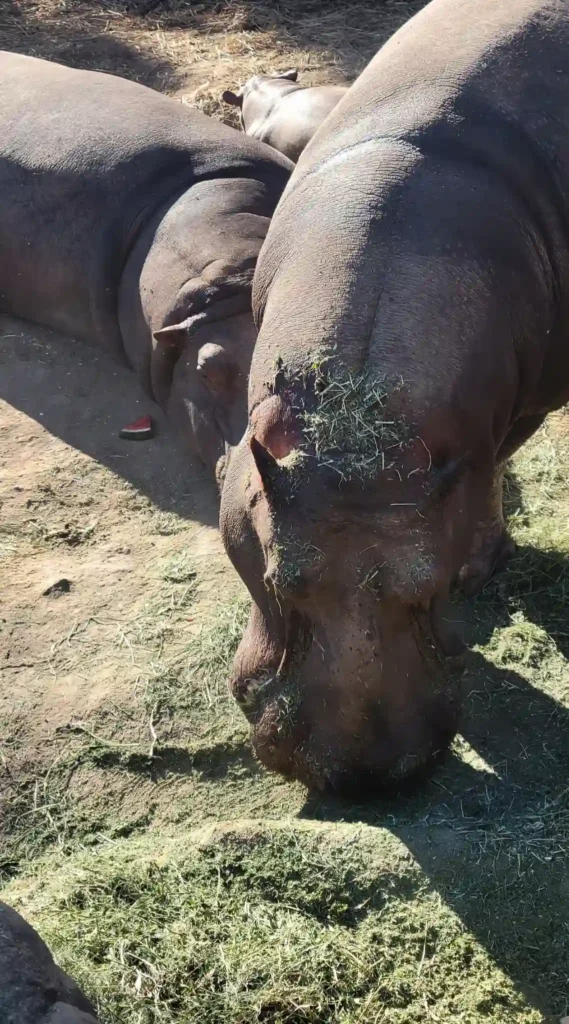 safari safari