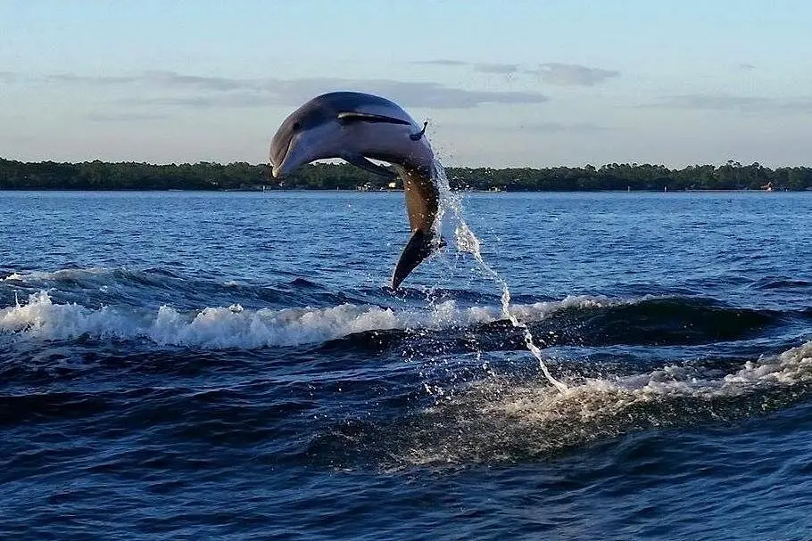Alabama Gulf Coast Dolphin Alabama Gulf Coast Dolphin