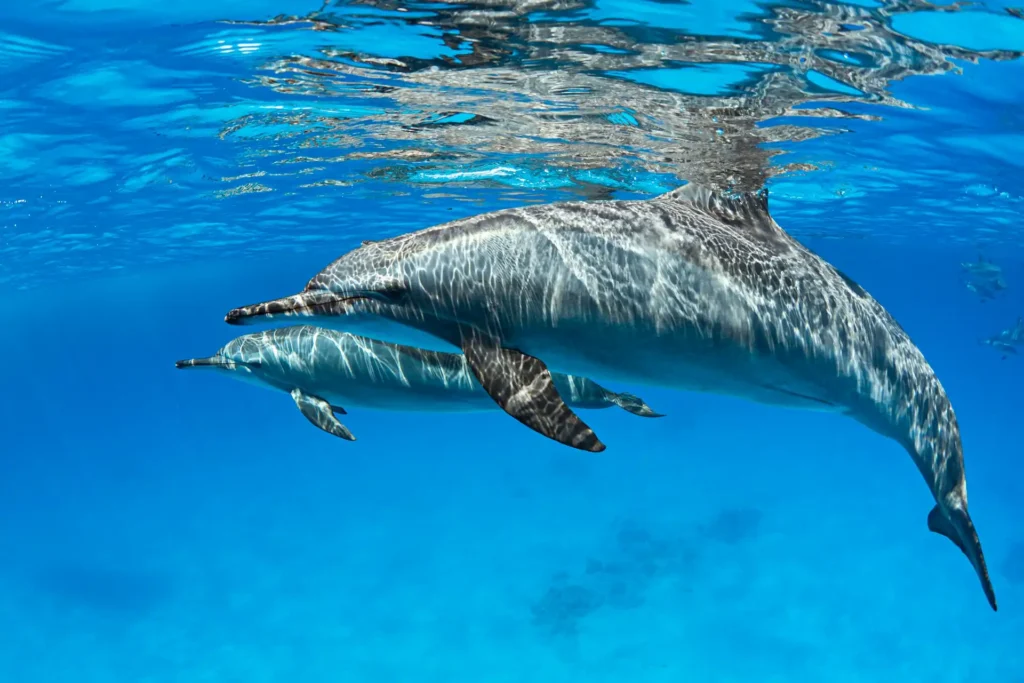 Cruise the Alabama Gulf Coast on a Dolphin Tour Cruise the Alabama Gulf Coast on a Dolphin Tour