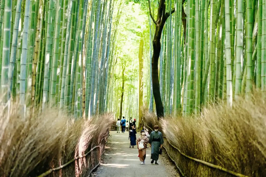 Bamboo Grove
