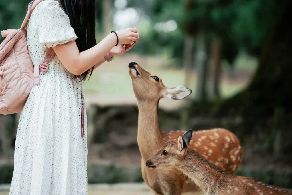 Nara Japan