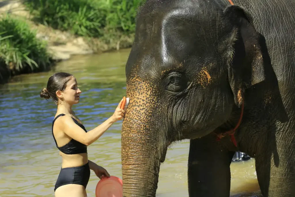 things to do in chiang mai 5 things to do in chiang mai 5